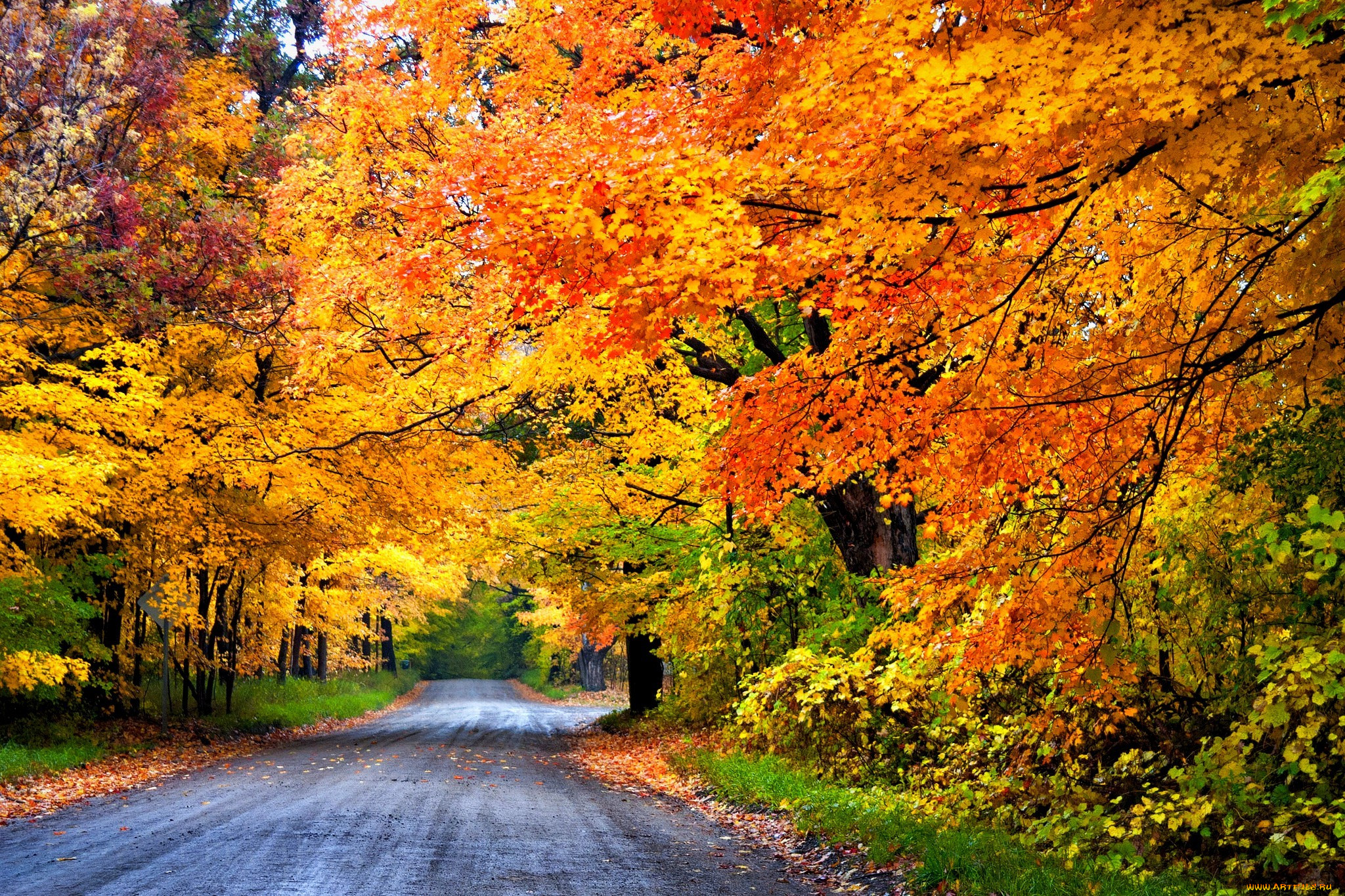 , , , , colorful, road, leaves, trees, , , park, nature, forest, , colors, fall, autumn, path, walk
